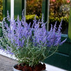 Perowskia łobodolistna 'Lacey Blue'